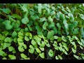 Microgreen timelapse (one week in two minutes)