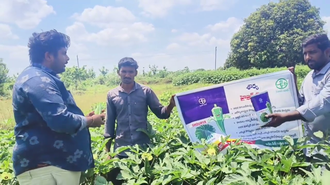Kaveri Seeds - Okra (బెండ) SHOURYA at Naidupeta Market..