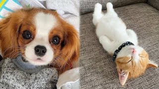 Cute cats and dogs Videos Compilation cute and funny moment of the animals - Cutest Animals #2 by Funny TV 85,451 views 1 year ago 9 minutes, 5 seconds