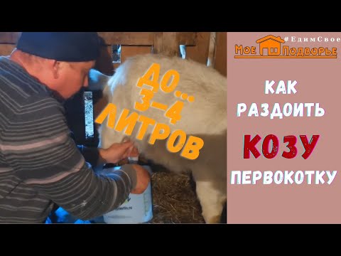 Video: Устрица козу карындарын тоок менен кантип оңой бышырса болот