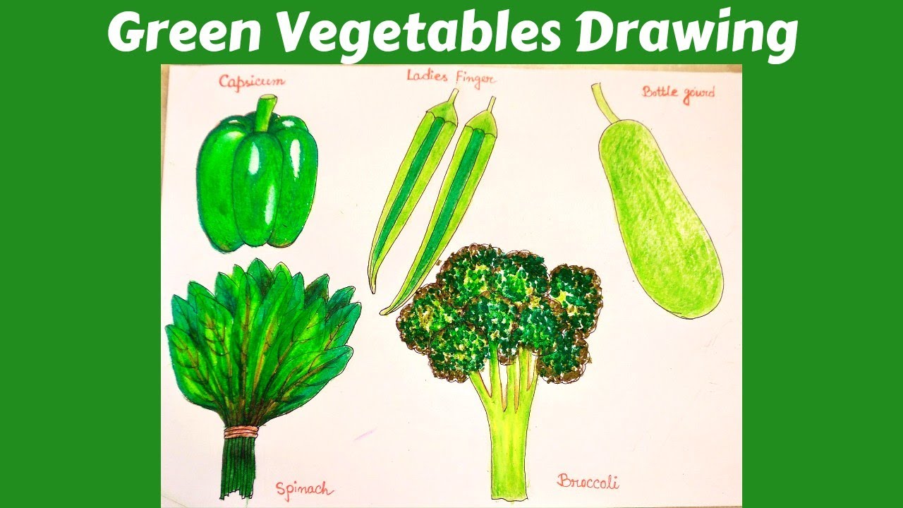 Drawing green vegetables vectors free download 109,862 editable .ai .eps  .svg .cdr files