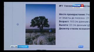 Голосуем за одинокий тополь. ГТРК «Калмыкия»