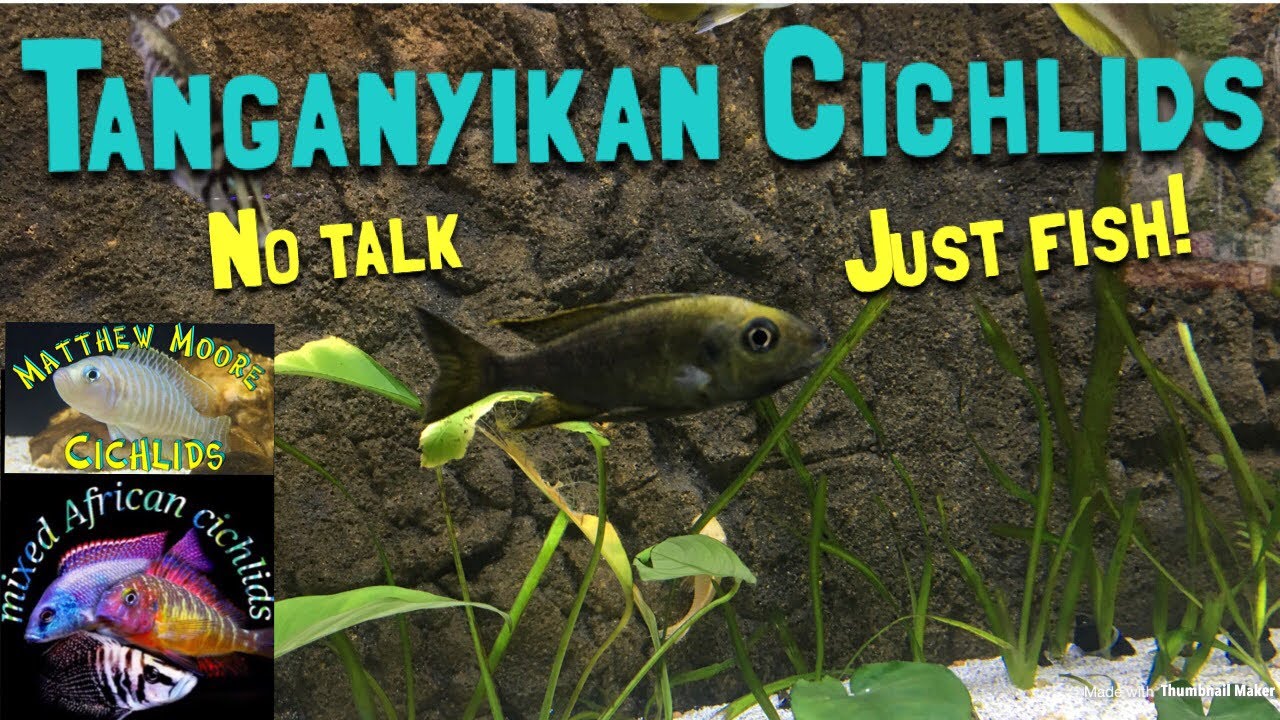 rockstar adventure race Tanganyikan cichlids