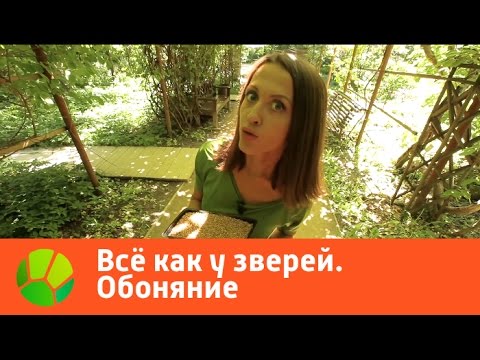 Все как у зверей. Обоняние | Живая Планета