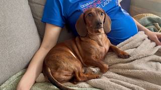 Mini dachshund gets ready for a new baby! 🍼