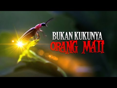 Video: Ritual khusus yang dilakukan oleh belalang sembah: kawin di ambang hidup dan mati