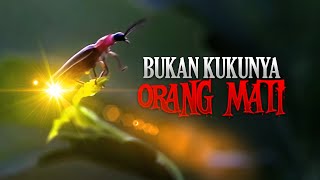 Kunang-kunang Kau Ku Kenang #AlamSemenit