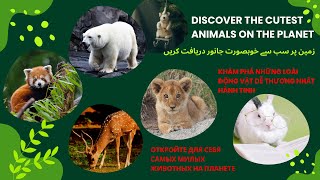 Discover the Cutest Animals on the Planet | زمین پر سب سے خوبصورت جانور دریافت کریں by Cool & Hot Hub 179 views 9 months ago 5 minutes, 11 seconds