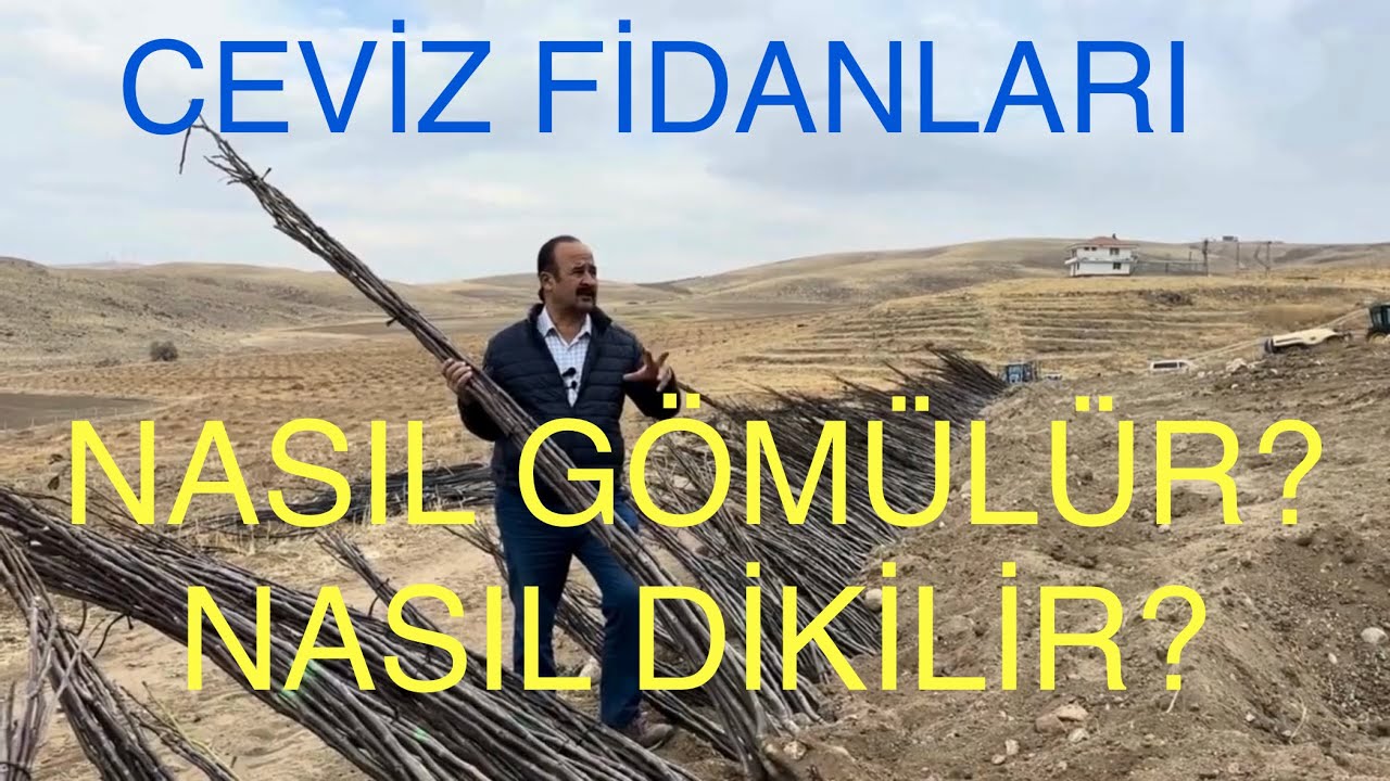 CEVİZ FİDANLARI NASIL GÖMÜLÜR? NASIL DİKİLİR? Biz böyle yapıyoruz. Ceviz Adam Ahmet