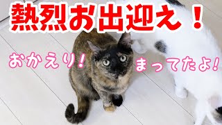 ママのお風呂上がりを鳴いてお出迎えしてくれる猫たち