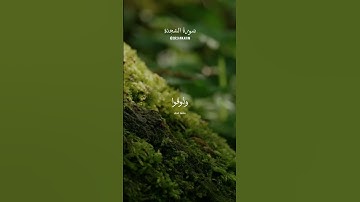 #سورة_السجدة للقارئ عبدالرحمن مسعد  #quran