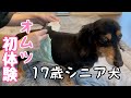 初めてお留守番でオムツを履いたシニア犬