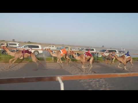 الشوط 5 سيف مريفه ل حميد بن علي بن حميد الهاشمي 1 41 افضل توقيت