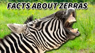 Zebra Facts: the BLACK and WHITE Horse 🦓 Animal Fact Files