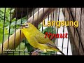 Apapun Plecinya Akan Langsung Nyaut Dan Merespon Setelah Mendengar Pleci Ini Mp3 - Mp4 Download