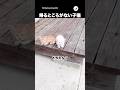 可愛い子猫を保護しました｜PECOのサムネイル