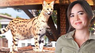 We Just Built Our Craziest Enclosure For Our Rescued Serval
