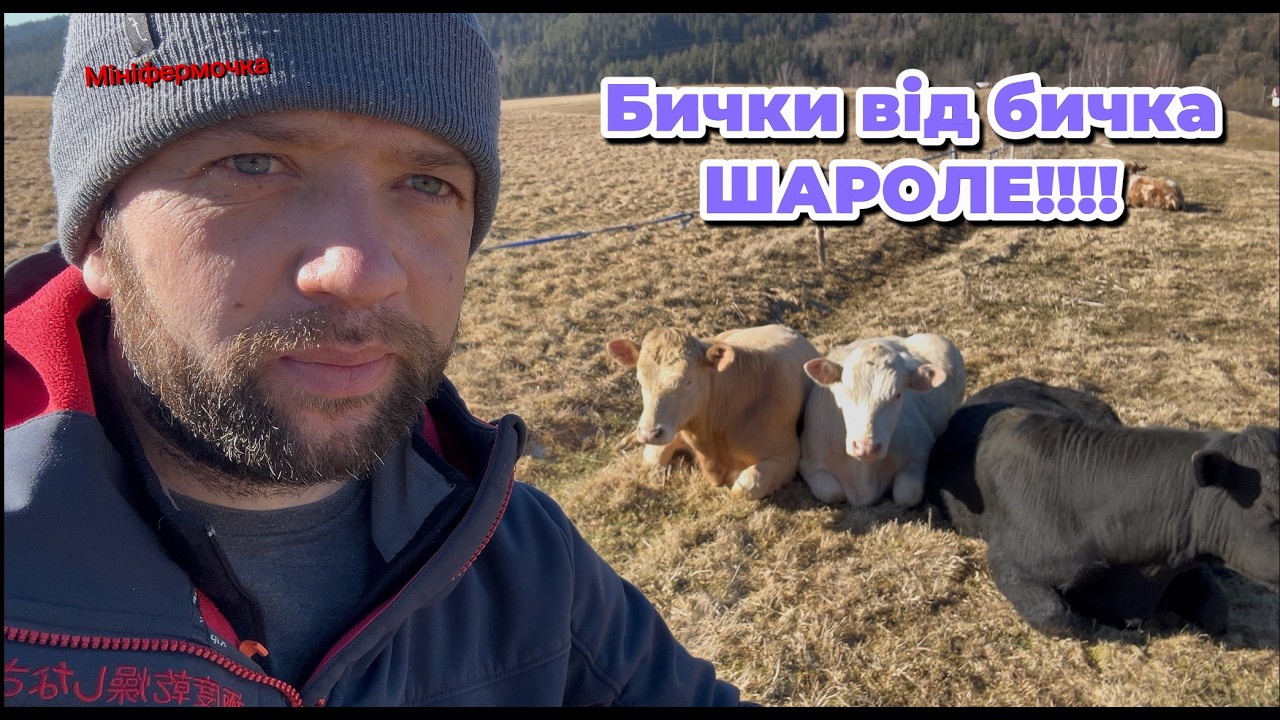 БИЧКИ ПІСЛЯ ЗИМОВОГО УТРИМАННЯ ЙДУТЬ НА ПАСОВИЩЕ!  ШАРОЛЕ/ 50 та 75  від своїх корівок!!!