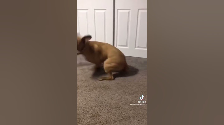 Dog zoomies funny 🤣 #tiktok