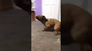 Dog zoomies funny  #tiktok