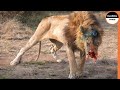When Lions Get Injured, They Become Useless !!