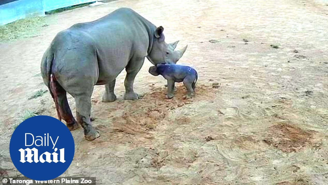 Сколько носорогов родилось в 2002 году. Носорог родился. Black Rhinoceros Calf.