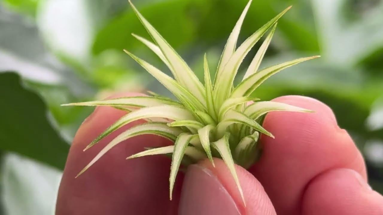 高ホワイト率＊チランジア イオナンタ アルボマルギナータ(アルボ