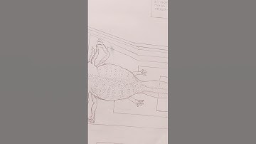 zoology hons practical copy best video biology important topic bsc zoology hons practical copy