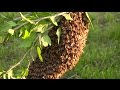 How to Start Your Own Beehive: Start With a Swarm! How to Start Your Own Beehive: Start With a Swarm!
