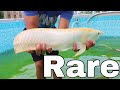 Arowana VS Jaws Injured While FILMING!