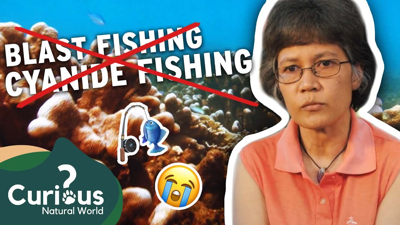 What Is Causing A THREAT To Unique Species? 😥 | 1000 Days For The Planet | Curious?: Natural World