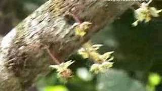 Hotel Chocolat&#39;s Cocoa Plantation, Rabot Estate in St Lucia
