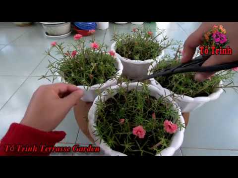 Video: Cây Portulaca - Cách Trồng Hoa Portulaca