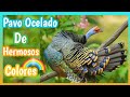 El Pavo Ocelado - 🦚 Es el Pavo más Hermoso y Colorido del mundo 🌍