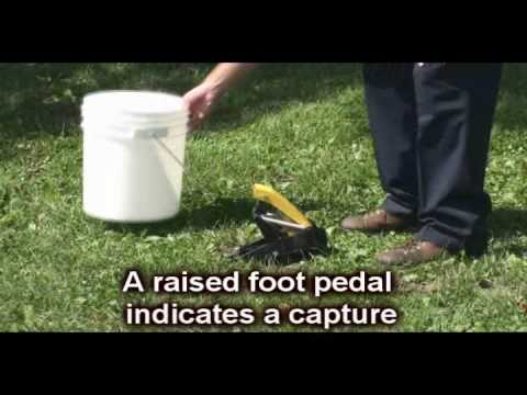 How to use the Talpirid Mole Trap