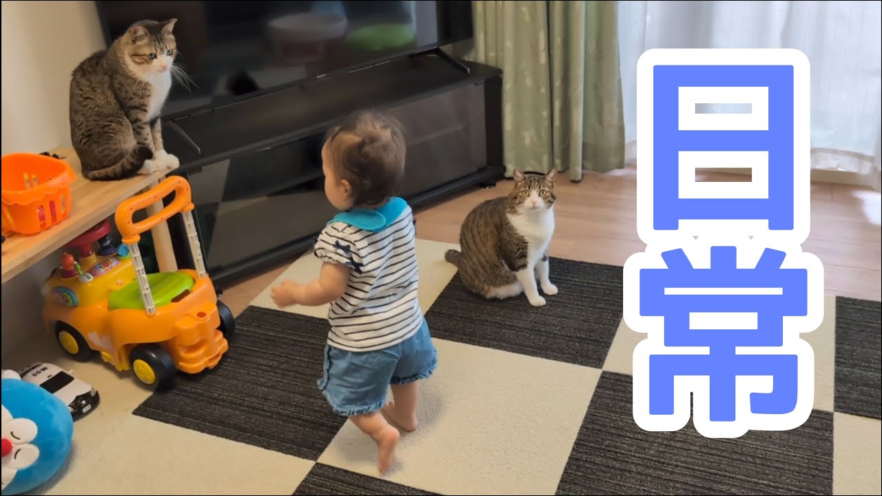 猫たちの日常。vol.1075 - YouTube