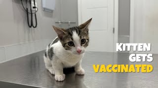 Kitten Sasha vet visit and vaccination 💉