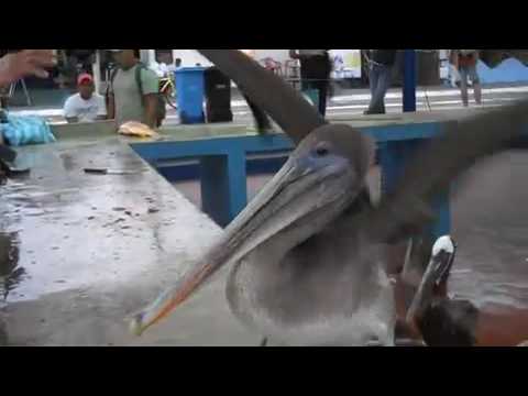 Pelicans at the Market