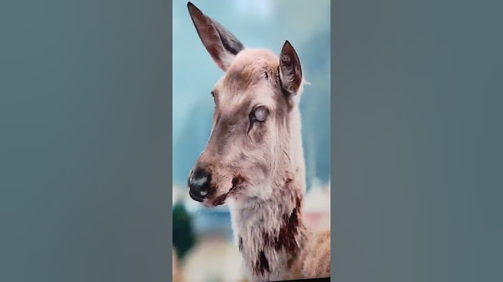 Zombie Deer 🦌