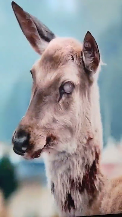 Zombie Deer 🦌