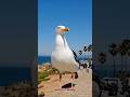 🌊🌞Explore San Diego♥️ #explorepage #amazing #california #sandiego #lajolla #foryou #trend #viral
