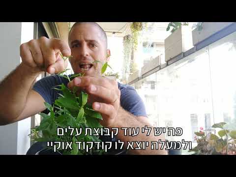 וִידֵאוֹ: כיצד לגדל עורלה מחדש: 14 שלבים (עם תמונות)