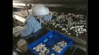 How It's Made - Mushrooms