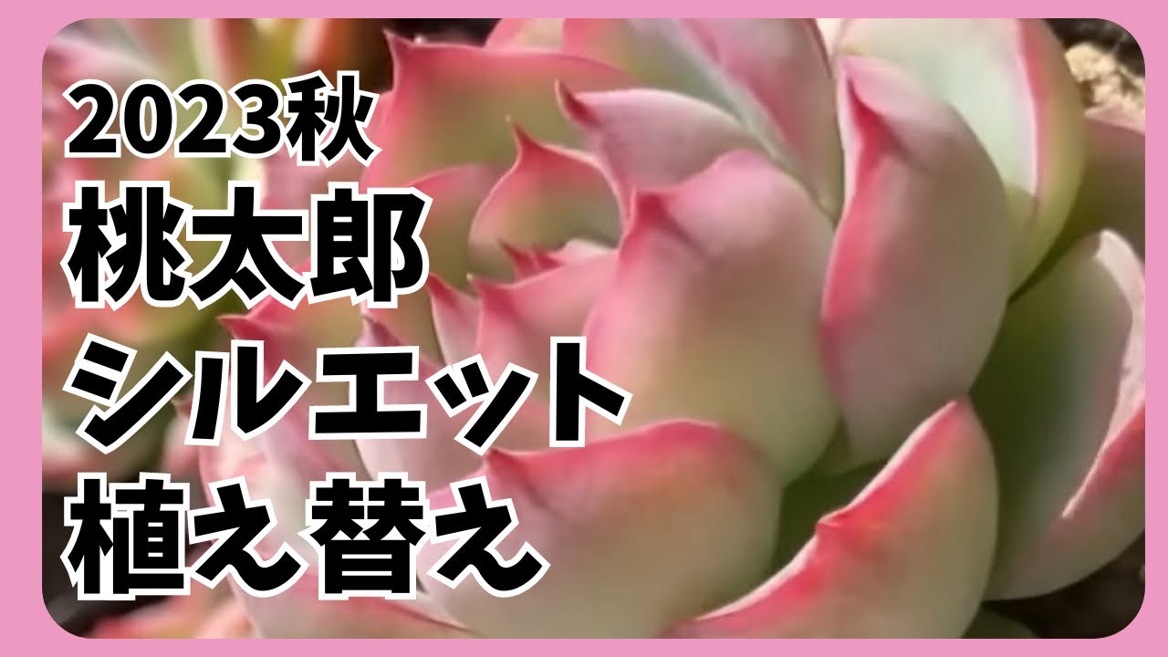 多肉植物   シルエット　双頭 多肉植物 シルエット 双頭 【公式通販】