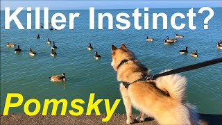 Are Pomskies good hunters  (Do Pomskies have a high prey drive?)