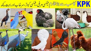 KPK Biggest and Most Beautiful Farm | Fancy hens | Fancy Pigeon | Big Parrots | Silkie hens Farm by Pak Pet Zone 7,310 views 5 months ago 8 minutes, 19 seconds