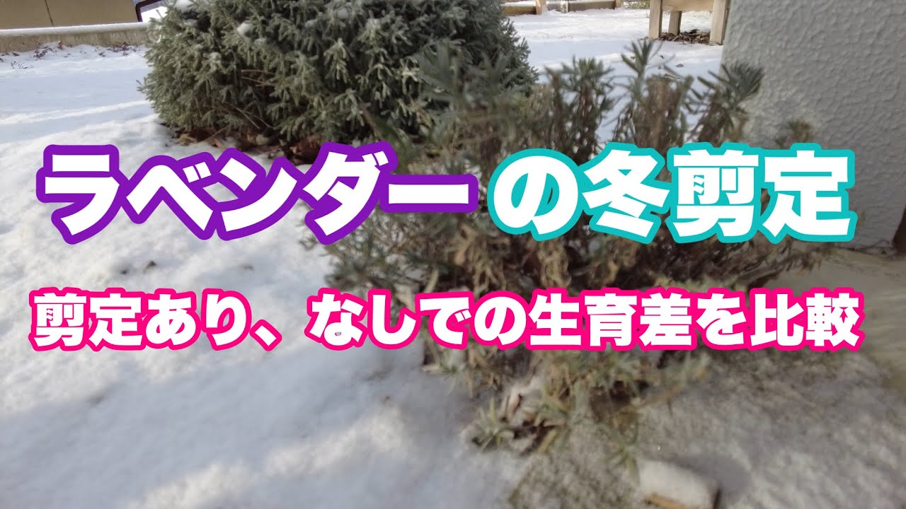 ラベンダーの冬剪定 12月に剪定するとどうなるのか 休眠 宿根草 ハーブ Youtube