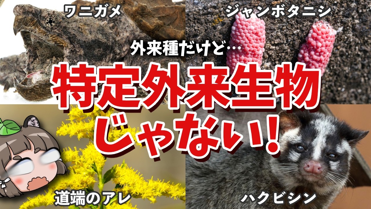 【9割が知らない】実は特定外来生物じゃない生き物5選