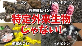 【9割が知らない】実は特定外来生物じゃない生き物5選