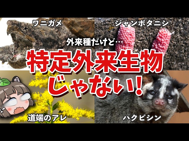 【9割が知らない】実は特定外来生物じゃない生き物5選
